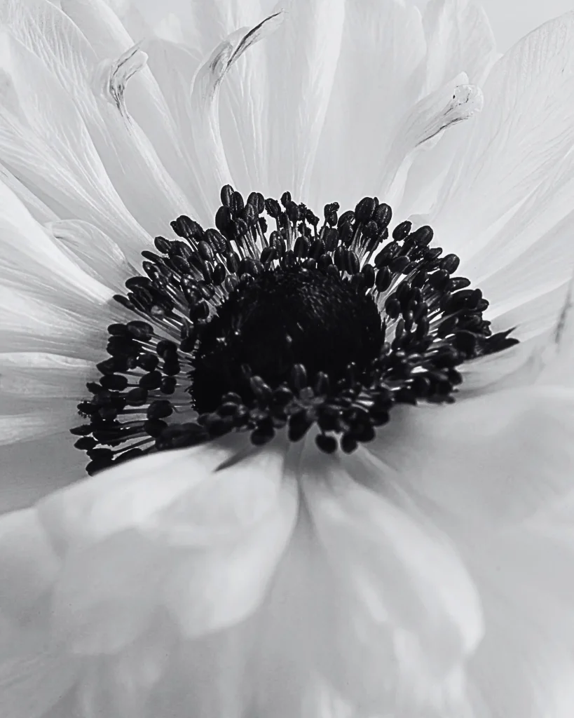 fotografia ravvicinata in bianco e nero di un anemone bianco, che presenta petali delicati e un centro scuro