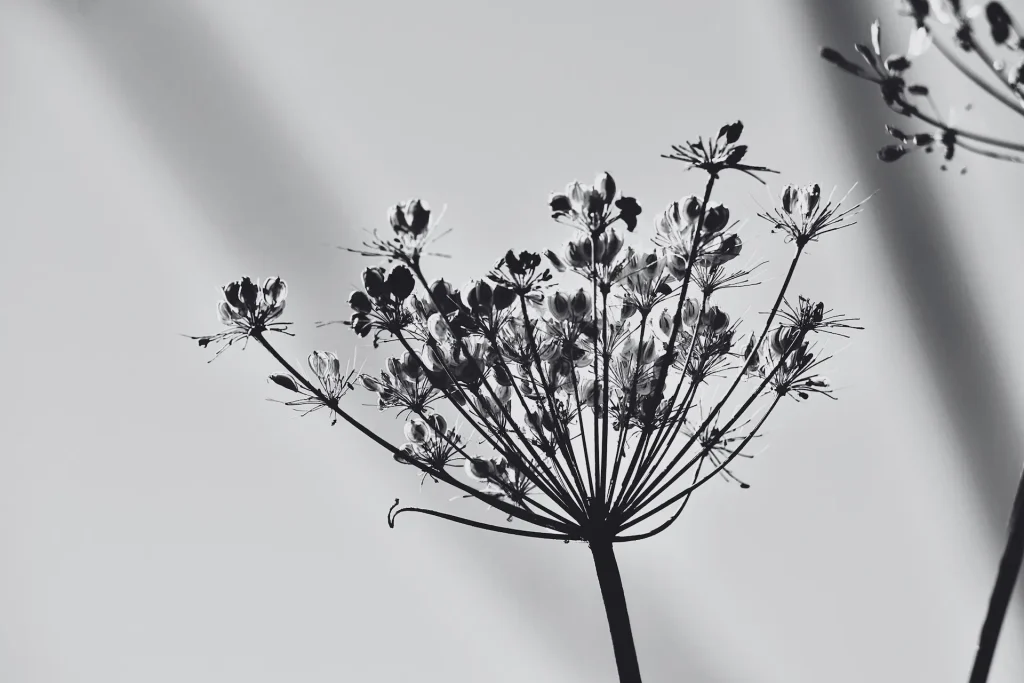 Silhouette artistica in bianco e nero di un fiore illuminato da una luce soffusa, che ne cattura la bellezza naturale.